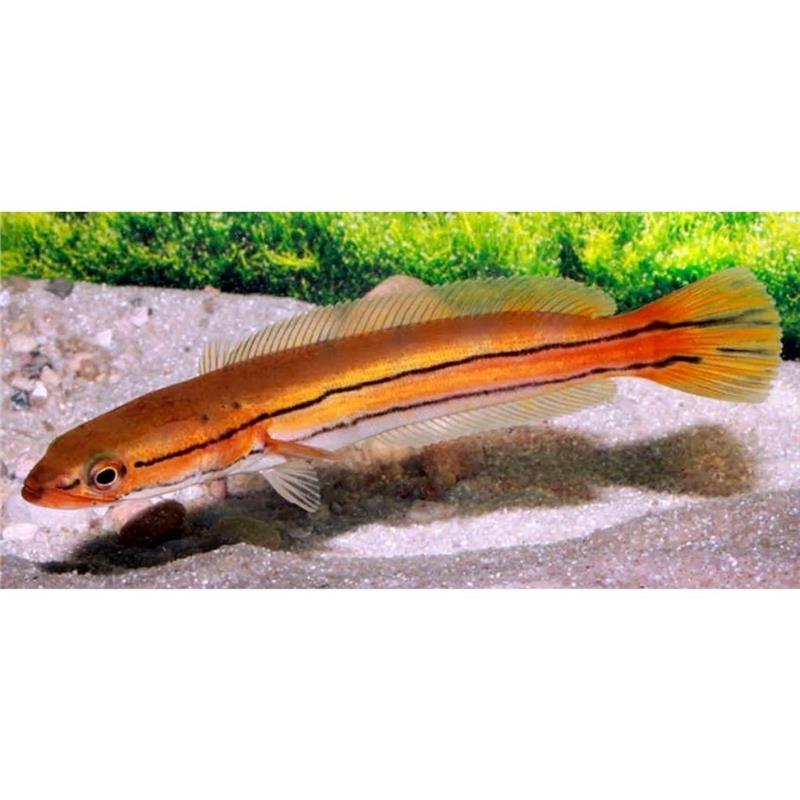 Channa diplogramma (Orange snakehead) - imagine 3